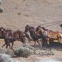 Lane Ranch & Co.