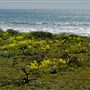 Estero Bluffs State Park (SP)