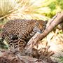 The Living Desert Zoo and Botanical Gardens