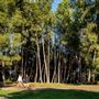 Yorba Regional Park
