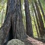 Pfeiffer Big Sur State Park (SP)