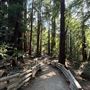 Pfeiffer Big Sur State Park (SP)