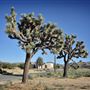 Yucca Valley