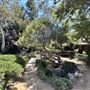 Storrier Stearns Japanese Garden