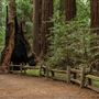 Henry Cowell Redwoods State Park (SP)