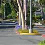 California State University, Long Beach - CSULB