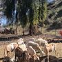 Bracaccini Ranch Property - 50 acres open field / Ranch House / Barns