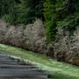 John B. Dewitt Redwoods State National Reserve (SNR)