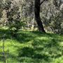 Descanso Gardens