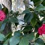 Descanso Gardens