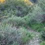 Shoemaker Viewpoint Day Use Area - Angeles National Forest