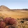 Johnson Valley