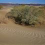 Olancha Sand Dunes - Bureau of Land Management - California Desert District - Ridgecrest Field Office - BLM - Off Highway Vehicle Area - OHV