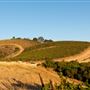 McPrice Myers Wines