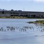 Albany State Marine Reserve - State Lands Commission (SLC)
