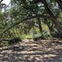 Griffith Park Redwoods - Cedar Grove
