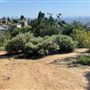 Griffith Park Redwoods - Cedar Grove