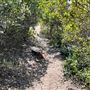 Griffith Park Redwoods - Cedar Grove