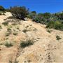 Griffith Park Redwoods - Cedar Grove