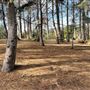 Griffith Park Redwoods - Cedar Grove