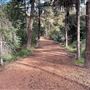 Griffith Park Redwoods - Cedar Grove