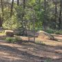 Griffith Park Redwoods - Cedar Grove