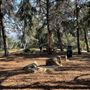 Griffith Park Redwoods - Cedar Grove
