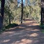 Griffith Park Redwoods - Cedar Grove
