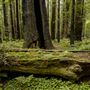 Humboldt Redwoods State Park (SP)