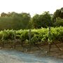 Mt. Vernon Winery