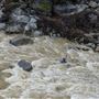 South Yuba River State Park (SP)