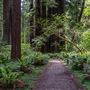 Prairie Creek Redwoods State Park (SP) within the Redwood National and State Parks