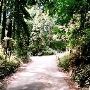 Forest of Nisene Marks State Park (SP), The