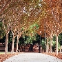 Occidental College - Oxy