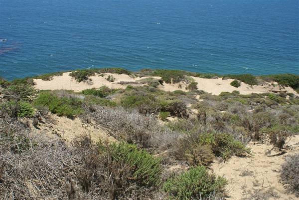 Point Dume Bluffs / Headlands / Big Dume Beach and Pirates Cove Beach @ Point Dume State Preserve - CFC (7/16/2010)