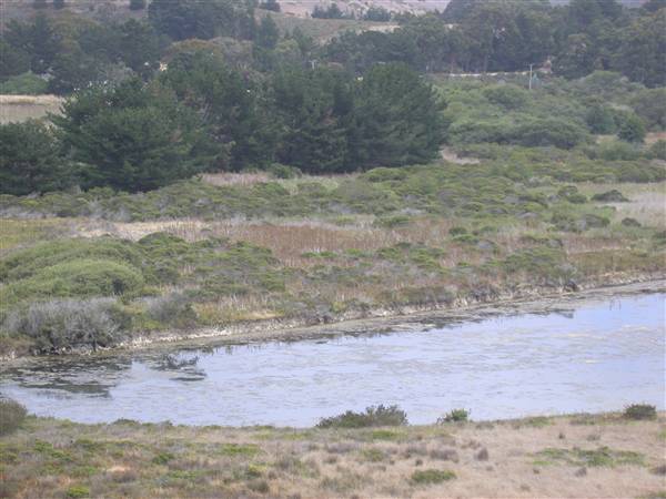 San Gregorio State Beach (SB) - San Gregorio Creek (8/3/2010)