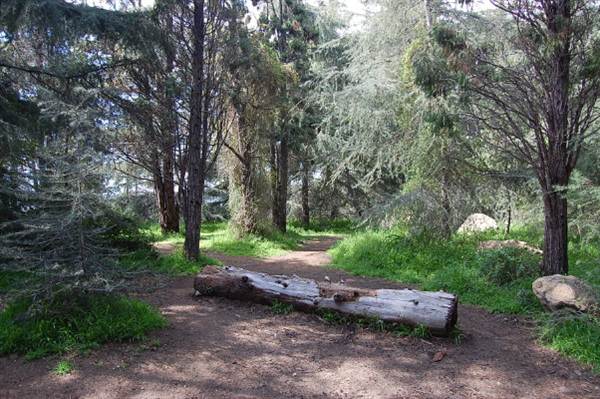 Griffith Park Redwoods - Cedar Grove (6/14/2011 - Credits: David Golden)