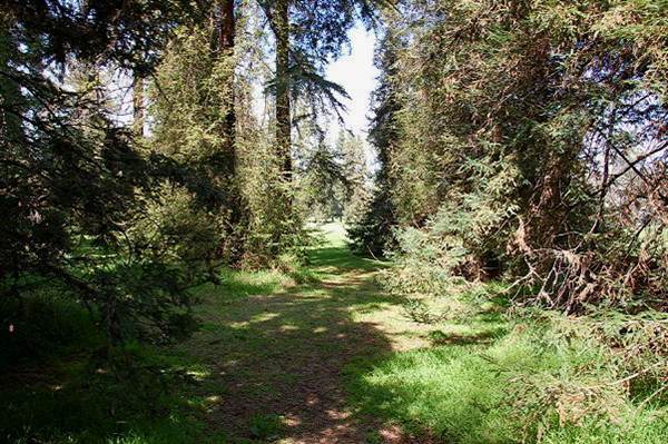 Griffith Park Redwoods - Cedar Grove (6/14/2011 - Credits: David Golden)