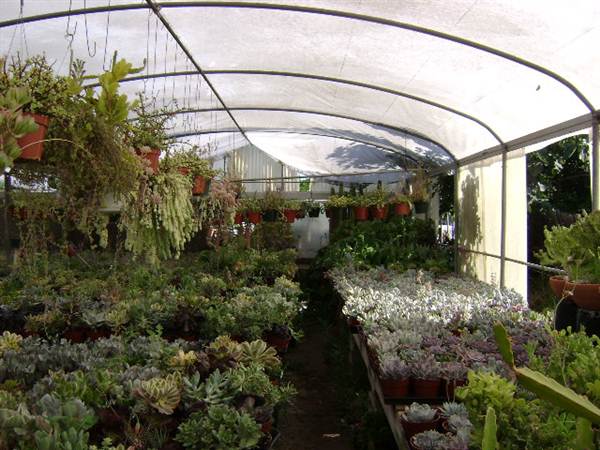 California Nursery Specialties - Cactus Ranch (6/22/2011 - Credits: J. Steven Witkowski)