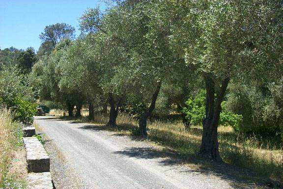 Blue Rock Vineyard (12/31/2003)