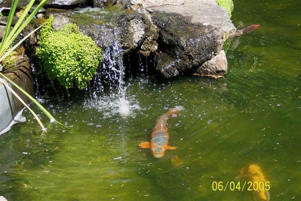 Japanese Tea Garden - San Mateo Central Park & Recreation Center (6/24/2013)