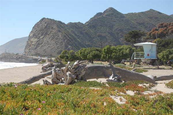 Sycamore Cove State Beach (SB) & Campground @ Point Mugu State Park (SP) - CFC (10/29/2013 - Credits: David Golden)