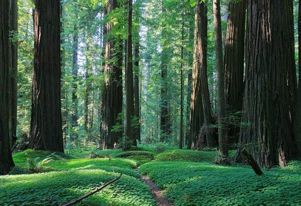 Humboldt Redwoods State Park (SP) / Grieg-French-Bell Grove (1/24/2014)