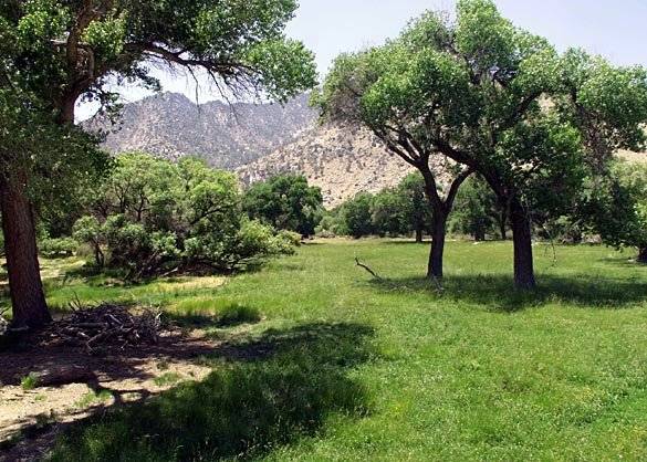 Canebrake Ecological Reserve - California Department of Fish and Wildlife (CDFW) (12/31/2003)