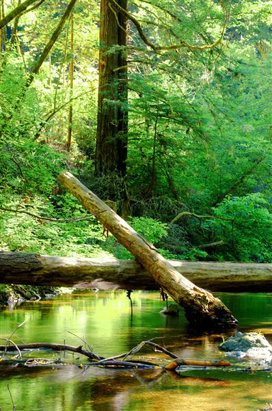 Samuel P. Taylor State Park (SP) (3/2/2016 - Credits: Courtesy of California State Parks - Brian Baer)