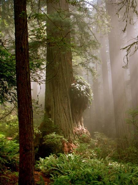 Del Norte Coast Redwoods State Park (SP) within the Redwood National and State Parks - http://stateparkclosurestrip.blogspot.com/ (3/2/2016 - Credits: Photo courtesy of Lucy D'Mot)