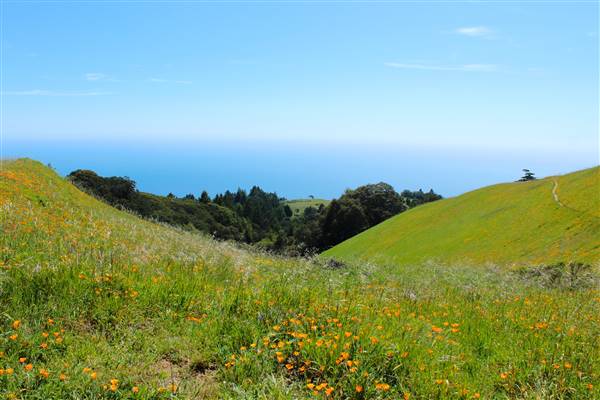 Mount Tamalpais State Park (SP) (3/9/2016 - Credits: Photo courtesy of Marin Convention & Visitors Bureau)