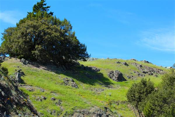 Mount Tamalpais State Park (SP) (3/9/2016 - Credits: Photo courtesy of Marin Convention & Visitors Bureau)