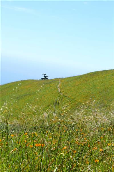 Mount Tamalpais State Park (SP) (3/9/2016 - Credits: Photo courtesy of Marin Convention & Visitors Bureau)