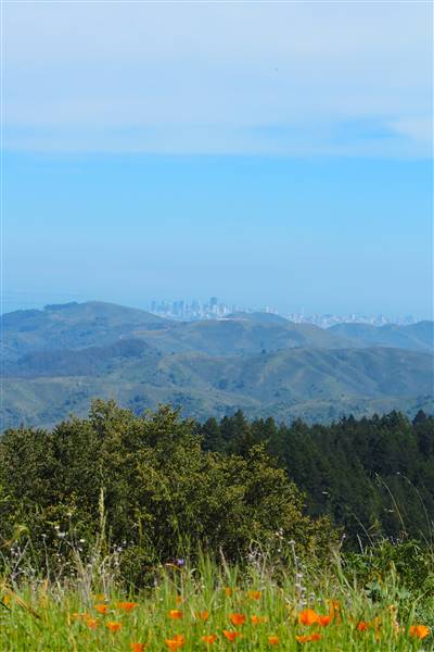Mount Tamalpais State Park (SP) (3/9/2016 - Credits: Photo courtesy of Marin Convention & Visitors Bureau)